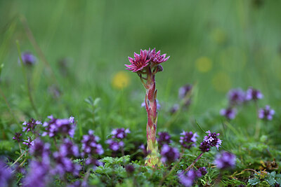 BUITEN BEELD Foto: 424574