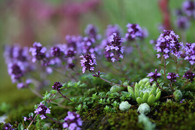 BUITEN BEELD Foto: 424575