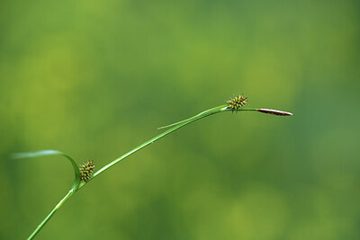 BUITEN BEELD Foto: 424577