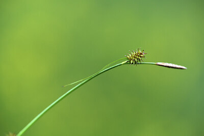 BUITEN BEELD Foto: 424578