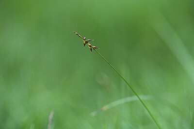 BUITEN BEELD Foto: 424580