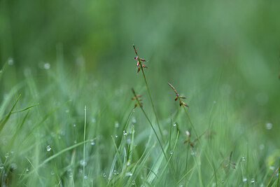 BUITEN BEELD Foto: 424582