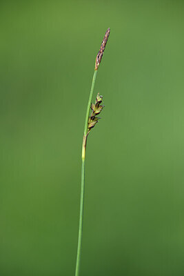 BUITEN BEELD Foto: 424593