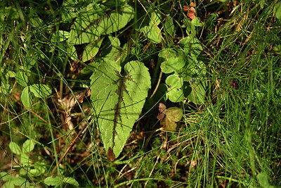 BUITEN BEELD Foto: 424604