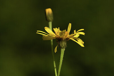 BUITEN BEELD Foto: 424616