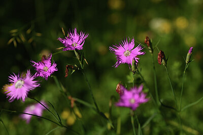 BUITEN BEELD Foto: 424621