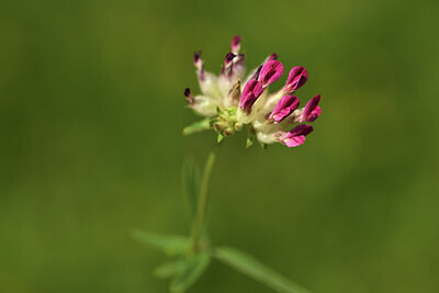 BUITEN BEELD Foto: 424624