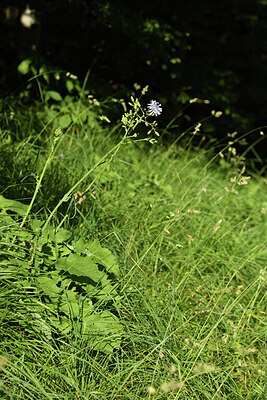 BUITEN BEELD Foto: 424626