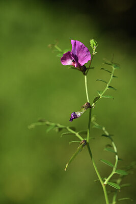 BUITEN BEELD Foto: 424628