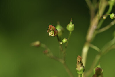 BUITEN BEELD Foto: 424633