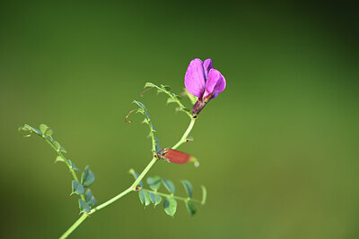 BUITEN BEELD Foto: 424634