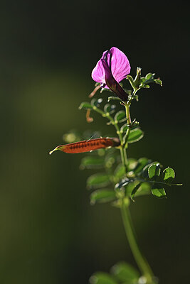 BUITEN BEELD Foto: 424636