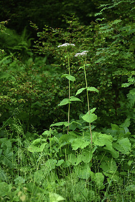 BUITEN BEELD Foto: 424639