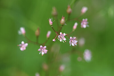 BUITEN BEELD Foto: 424645