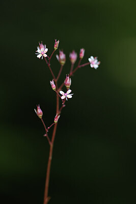 BUITEN BEELD Foto: 424651