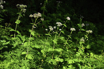 BUITEN BEELD Foto: 424665