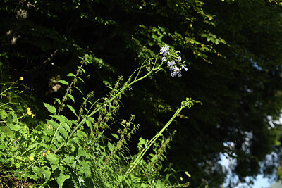 BUITEN BEELD Foto: 424673