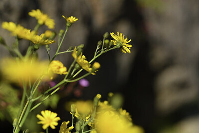 BUITEN BEELD Foto: 424675