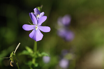 BUITEN BEELD Foto: 424679