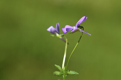 BUITEN BEELD Foto: 424682