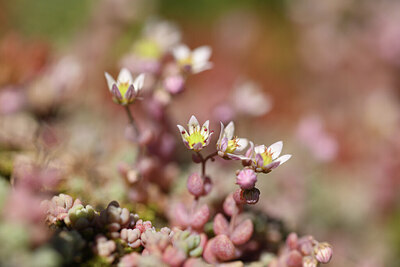 BUITEN BEELD Foto: 424691