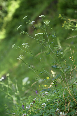 BUITEN BEELD Foto: 424702