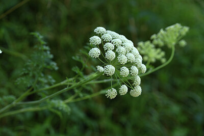 BUITEN BEELD Foto: 424704