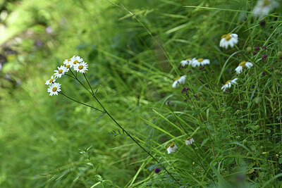 BUITEN BEELD Foto: 424712