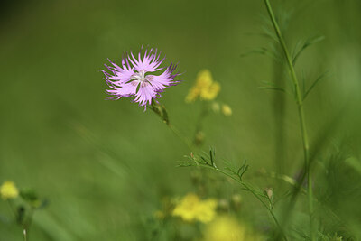 BUITEN BEELD Foto: 424716