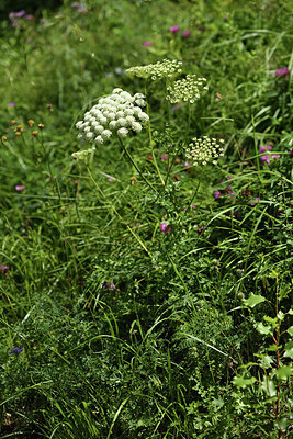 BUITEN BEELD Foto: 424717