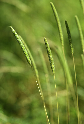 BUITEN BEELD Foto: 424728