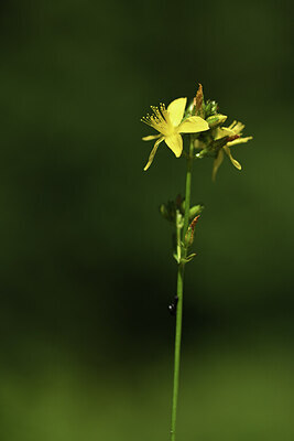 BUITEN BEELD Foto: 424740