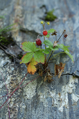 BUITEN BEELD Foto: 424742