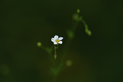 BUITEN BEELD Foto: 424744