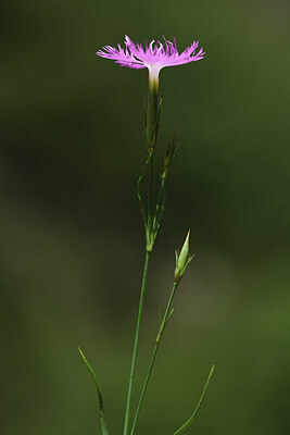 BUITEN BEELD Foto: 424746