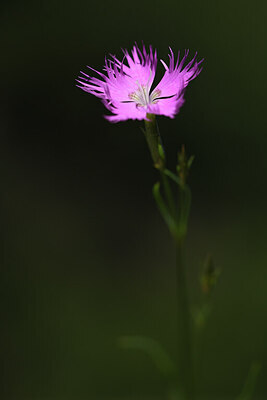 BUITEN BEELD Foto: 424747