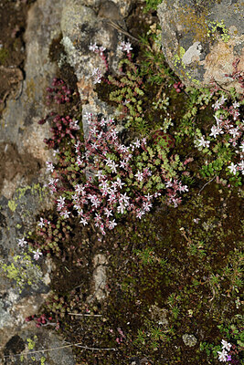 BUITEN BEELD Foto: 424772