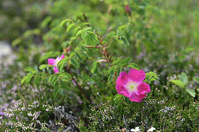 BUITEN BEELD Foto: 424784