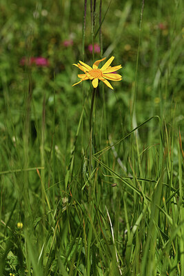 BUITEN BEELD Foto: 424818