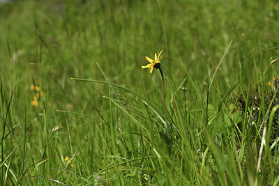BUITEN BEELD Foto: 424819