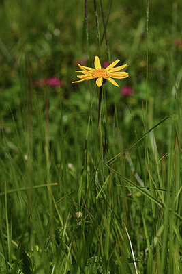 BUITEN BEELD Foto: 424820