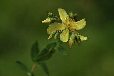 BUITEN BEELD Foto: 424823