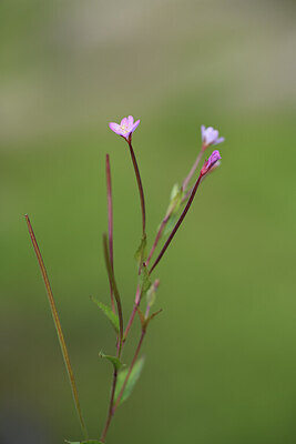 BUITEN BEELD Foto: 424834