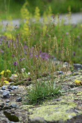 BUITEN BEELD Foto: 424836