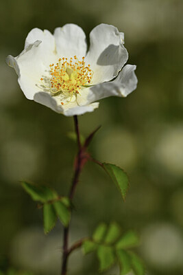 BUITEN BEELD Foto: 424839