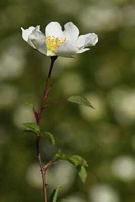 BUITEN BEELD Foto: 424840