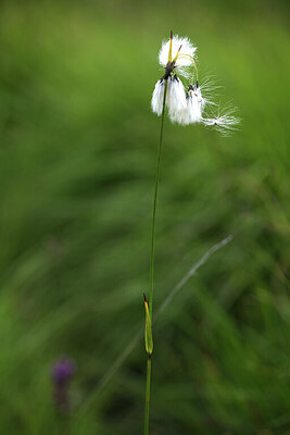 BUITEN BEELD Foto: 424844