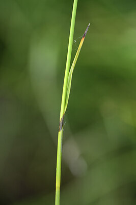 BUITEN BEELD Foto: 424845