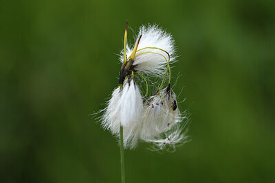 BUITEN BEELD Foto: 424846