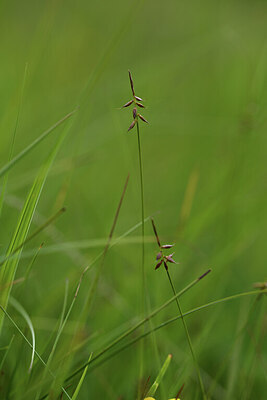 BUITEN BEELD Foto: 424849